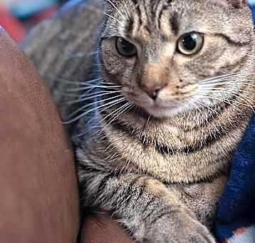 Photo of TIkka