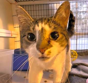 Photo of Miss Patches