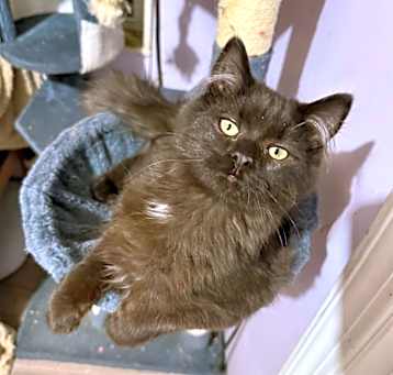 Photo of Juju