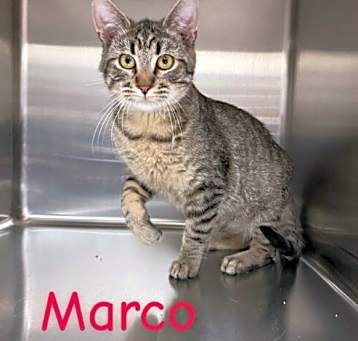 Photo of Marco