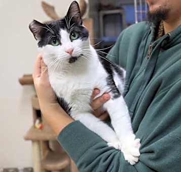 Photo of Oreo