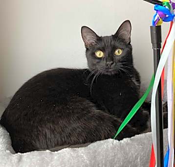 Photo of Midnight
