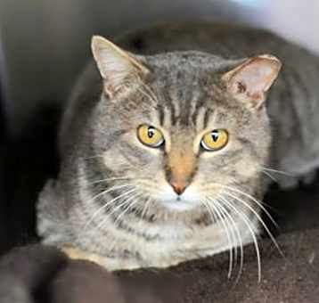 Photo of Mr. Bojangles