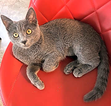 Photo of Mira
