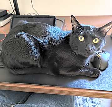Photo of Fig