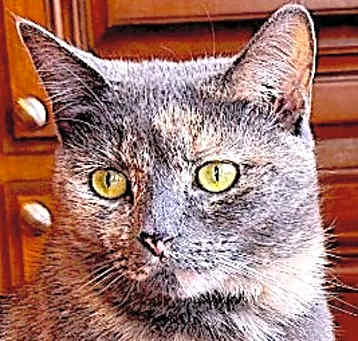 Photo of MIA