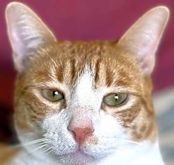 Photo of BUTTERFINGER