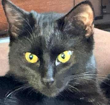 Photo of Ebony