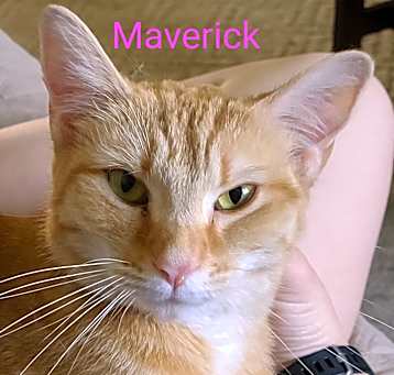 Photo of Maverick