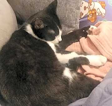 Photo of Zorro