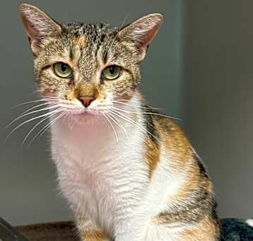 Photo of Kiwi