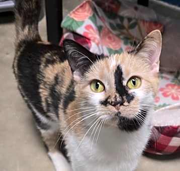 Photo of Violet Mae