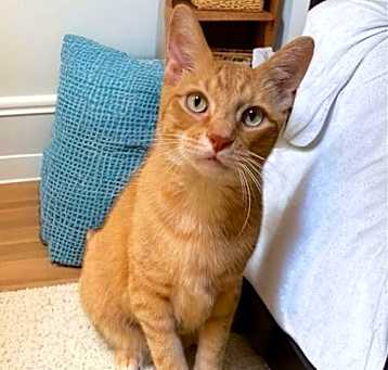 Photo of Toby ! Sponsored adoption fee!!!