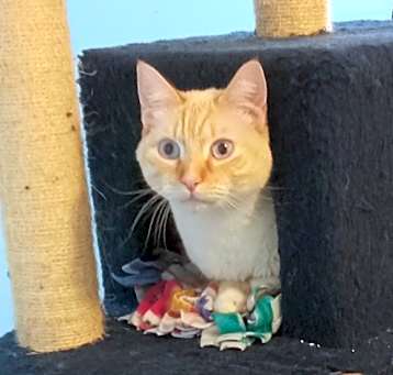 Photo of Pippin