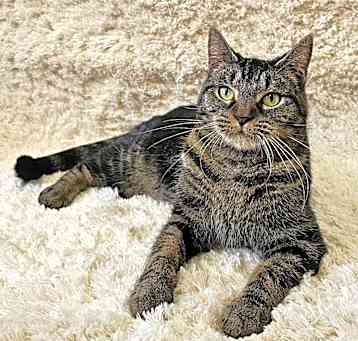 Photo of Minerva