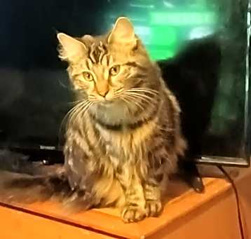 Photo of CAT-FLUENCER GRACE NEEDS NEW ENTOURAGE