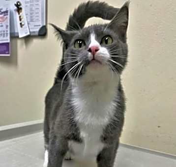 Photo of Wren