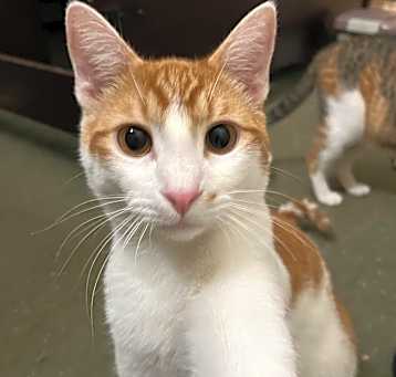 Photo of Tangerine