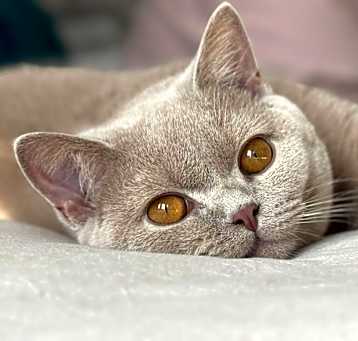 Photo of Milo