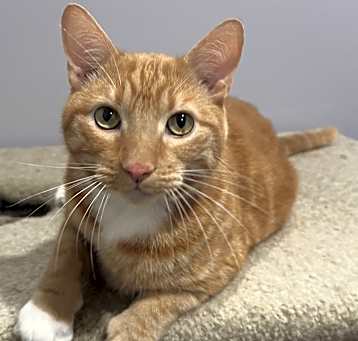 Photo of Garfield