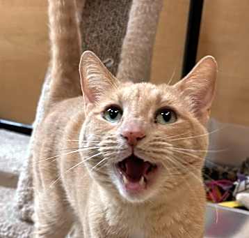 Photo of Cream Puff