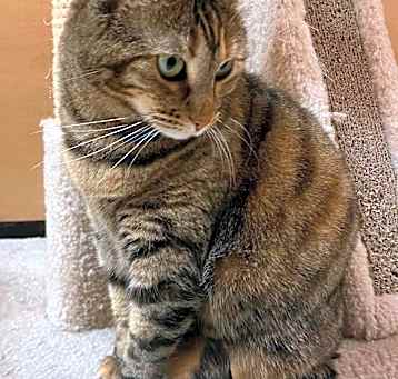Photo of Nugget