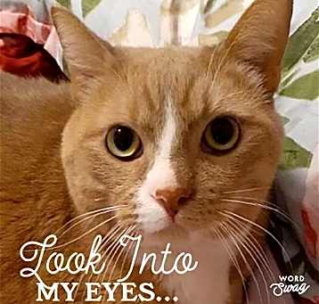 Photo of Garfield