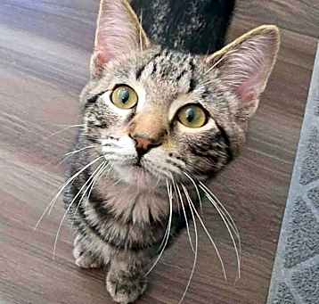 Photo of Snickerdoodle