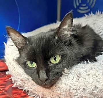 Photo of Binx