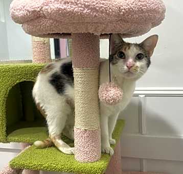 Photo of Blanca