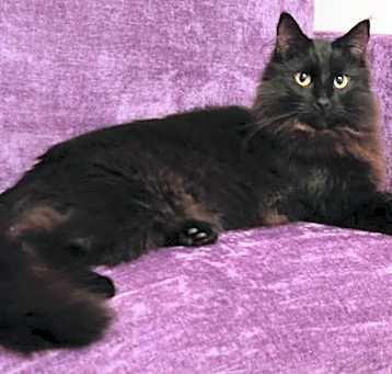 Photo of Soot