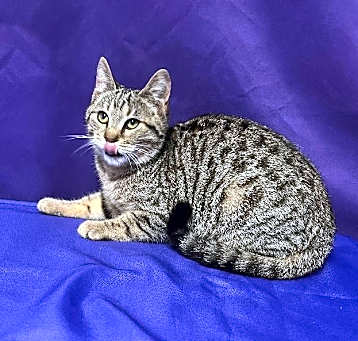 Photo of Ignatius