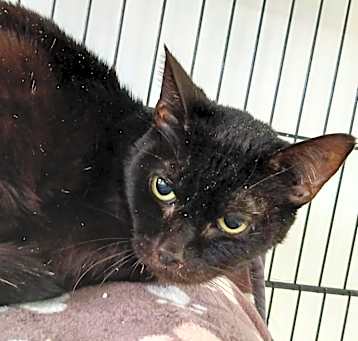 Photo of Smokey