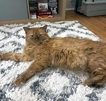 Photo of Ginger FIV+ IN FOSTER