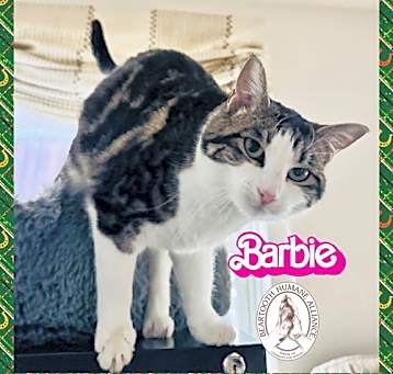 Photo of Barbie