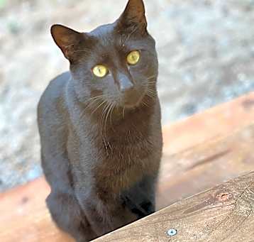 Photo of Squeak
