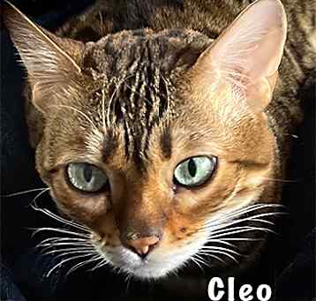 Photo of Cleo