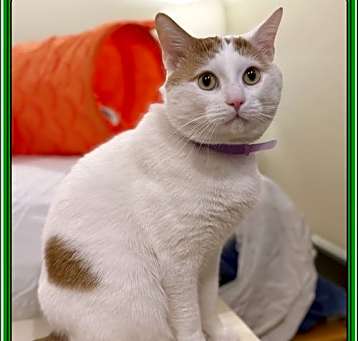 Photo of FRONC