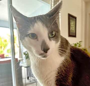 Photo of Leo (talker, loving Video)