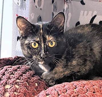 Photo of Lovebug