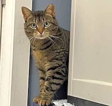 Photo of Stripes-fee sponsored