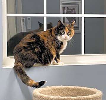 Photo of Patches-fee sponsored