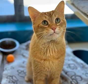 Photo of Chester