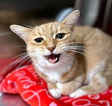 Photo of Mademoiselle Purr