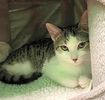 Photo of Pepper