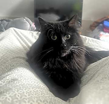 Photo of Black Widow