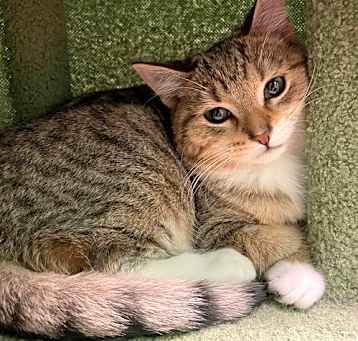 Photo of Scotch