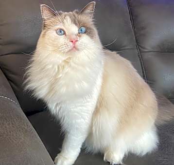 Photo of Leia