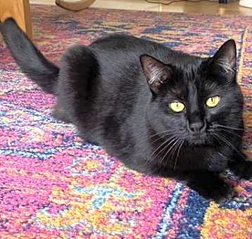 Photo of Breezy (bonded with Moxie)