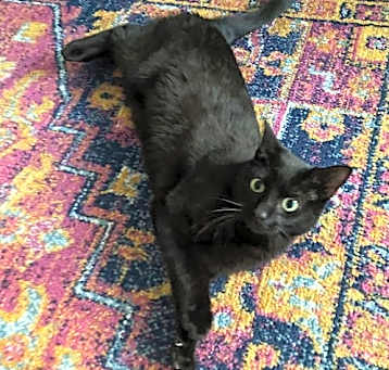 Photo of Moxie (bonded with Breezy)